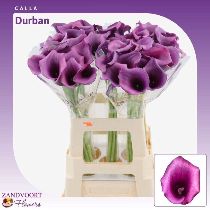 <h4>Calla Durban</h4>