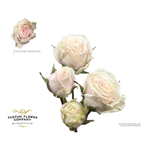 Rosa Spray Exclusive Sensation