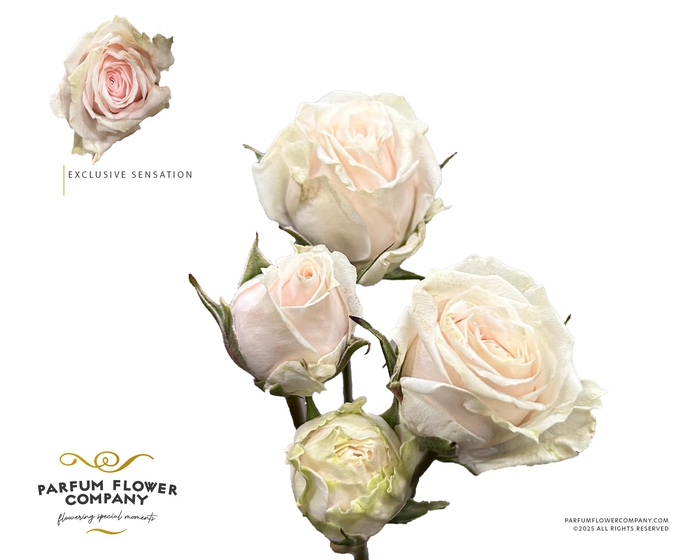 Rosa Spray Exclusive Sensation