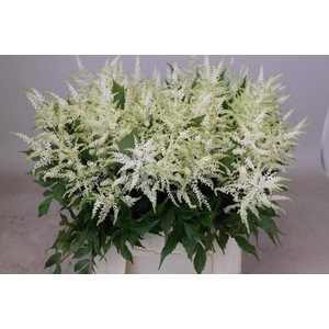 Astilbe Washington Rutgrink