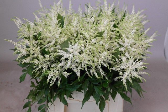 <h4>Astilbe Washington Rutgrink</h4>