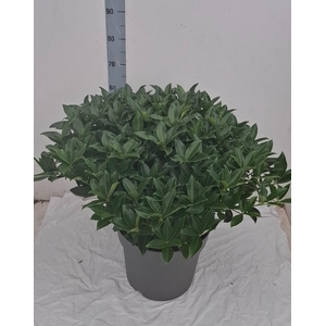 White Globe 35 cm 70+ bloem
