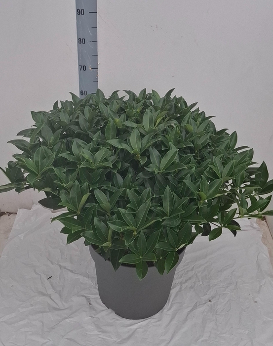 <h4>White Globe 35 cm 70+ bloem</h4>