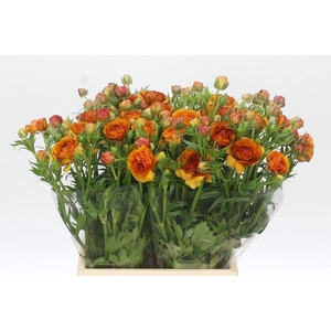 Ranunculus Moderna Orange