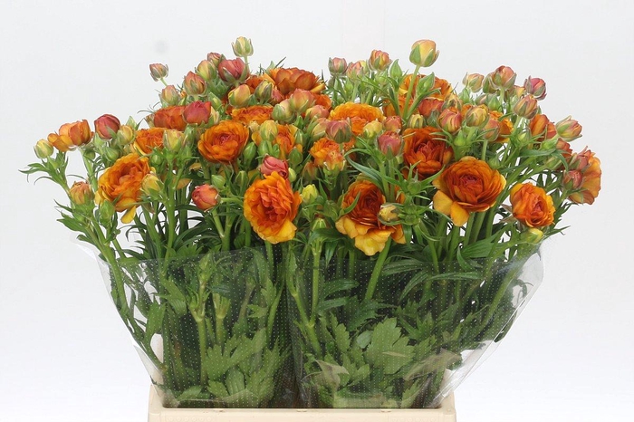 <h4>Ranunculus Moderna Orange</h4>