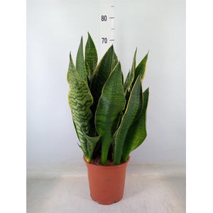 Sansevieria trifa. 'Laurentii'