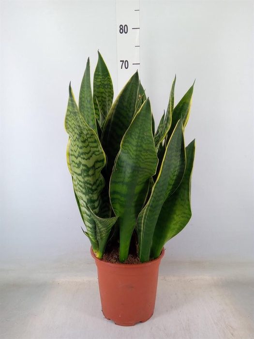 <h4>Sansevieria trifa. 'Laurentii'</h4>