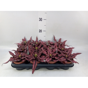 Cryptanthus bivittatus 'Red Star'