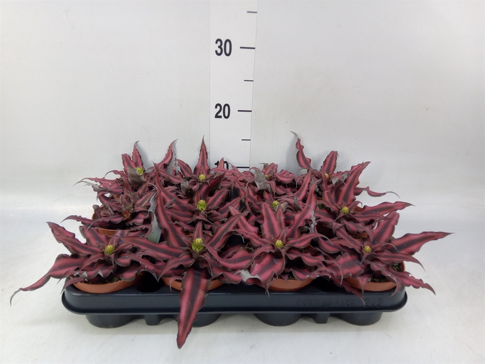 <h4>Cryptanthus bivittatus 'Red Star'</h4>