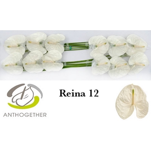 Anth A Reina 13 cm X12 Bouman