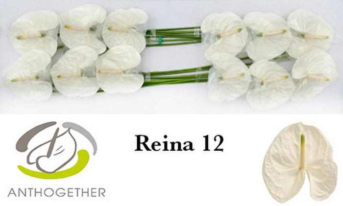 <h4>Anth A Reina 13 cm X12 Bouman</h4>