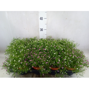 Gypsophila muralis   ...mix /pot