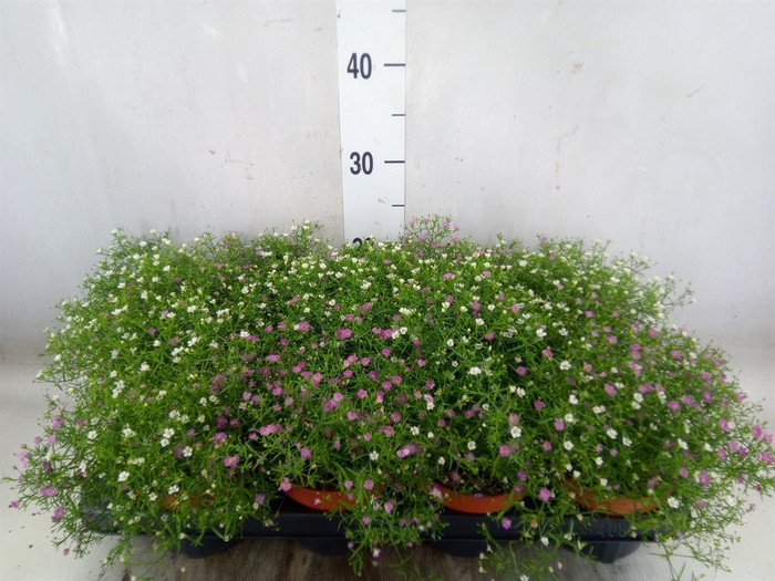 <h4>Gypsophila muralis   ...mix /pot</h4>