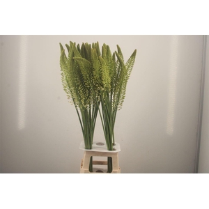 Eremurus White Line Dance