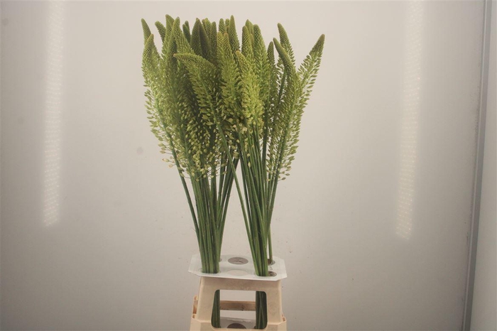 <h4>Eremurus White Line Dance</h4>