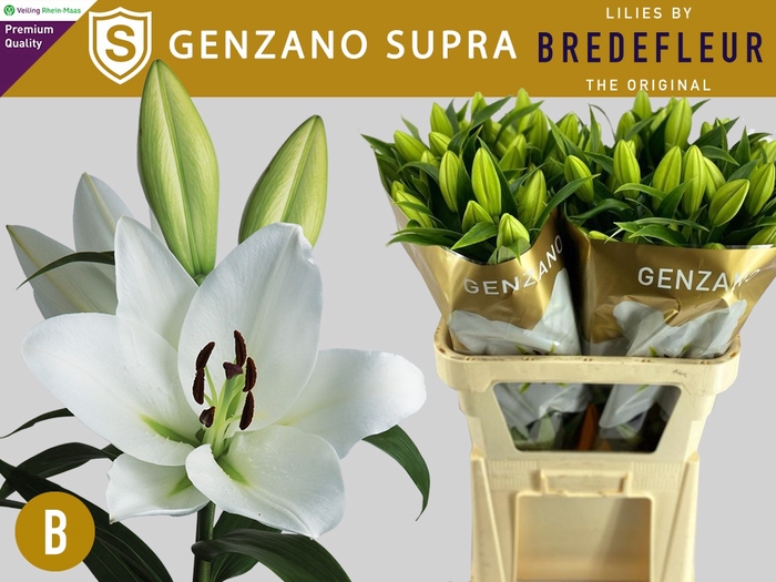 <h4>Li Or Genzano Supra 4+ Bredefleur</h4>