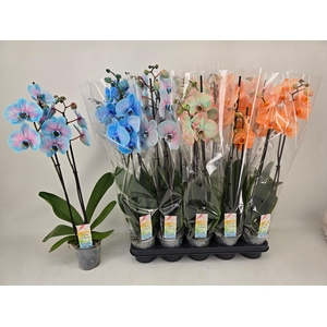 PHAL PAINTED MIX 2 TAK