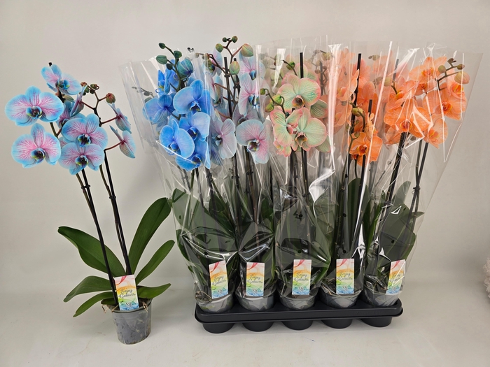 <h4>PHAL PAINTED MIX 2 TAK</h4>