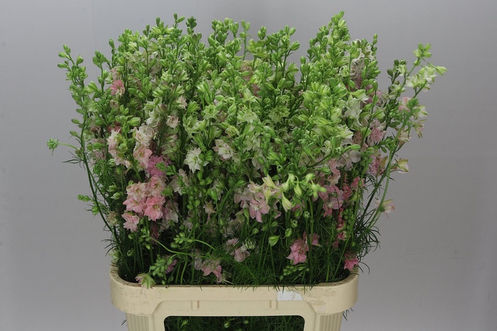 <h4>Delph Aj Pink Pale</h4>