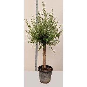 OLEA EUROPAEA