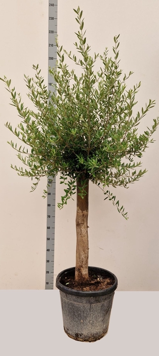 <h4>OLEA EUROPAEA</h4>