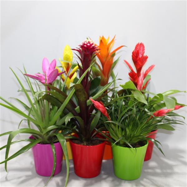 <h4>Bromelia Adventure Coco Mix</h4>