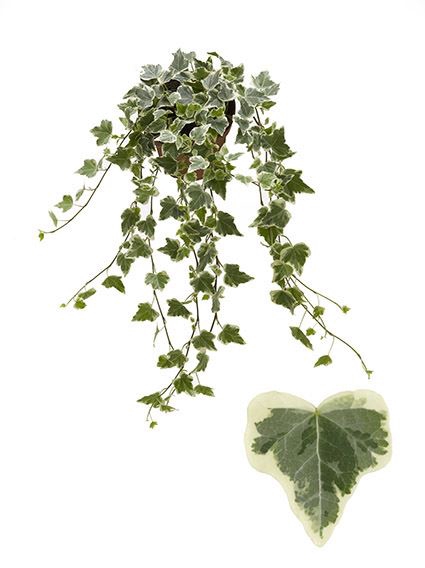 <h4>Hedera helix 'White Wonder'</h4>