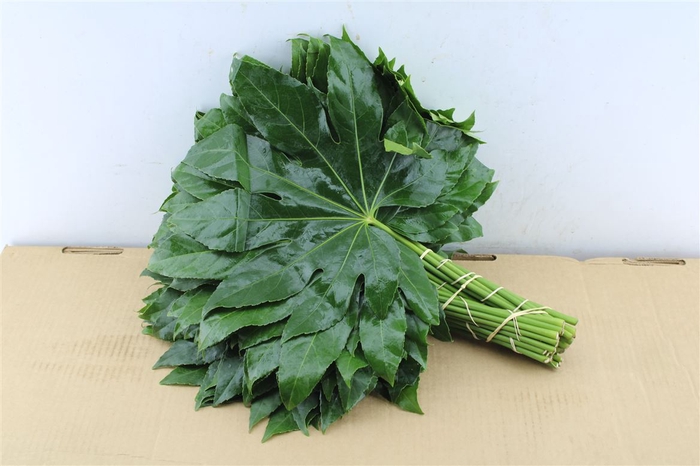 <h4>Aralia 35 Cm South Africa</h4>