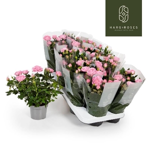 Rosa Kordana rose Elysium, licht roze 4795