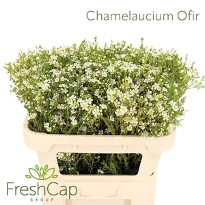 Chamelaucium Ofir