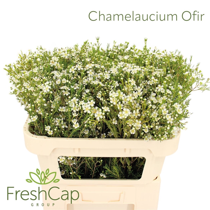 <h4>Chamelaucium Ofir</h4>