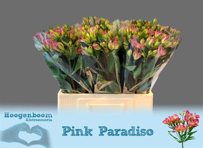 <h4>Alstr Fl Pink Paradiso</h4>