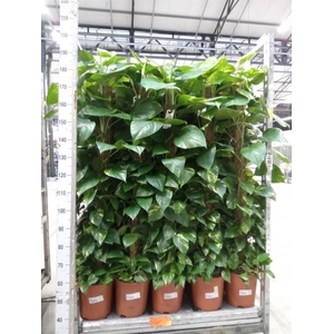 Epipremnum pinn.   ...moss stick