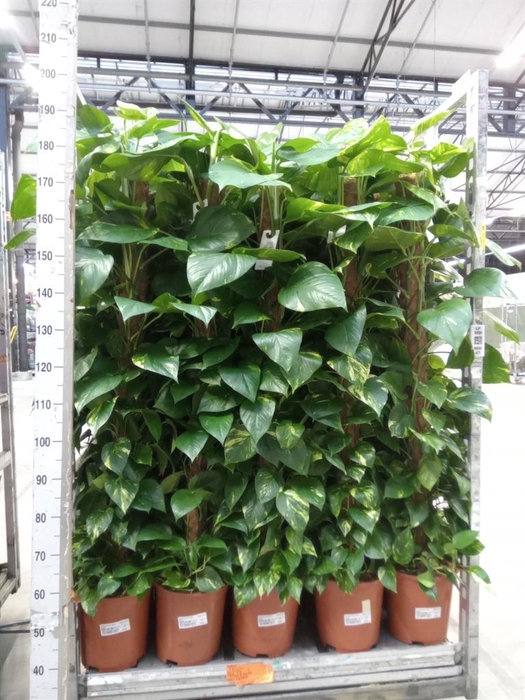 <h4>Epipremnum pinn.   ...moss stick</h4>