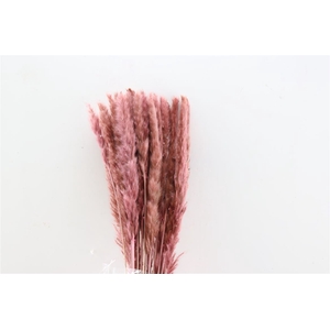 Dried Fluffy Pampas Light Pink Bunch Slv