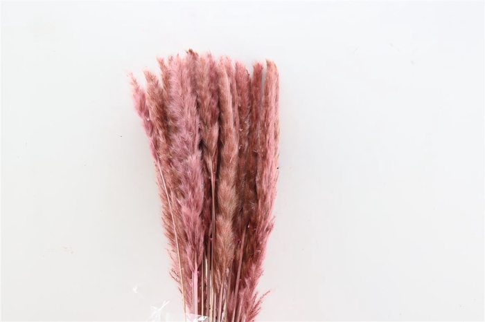 <h4>Dried Fluffy Pampas Light Pink Bunch Slv</h4>