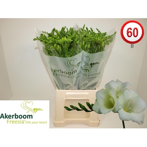 Freesia Wonderful White Koptakken x60