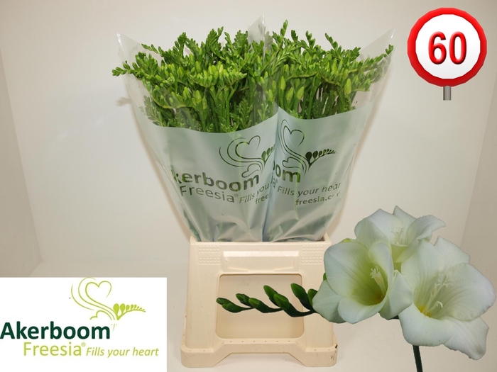 <h4>Freesia Wonderful White Koptakken x60</h4>