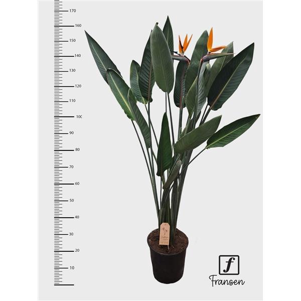 <h4>F Strelitzia Reginae (open bloem)</h4>