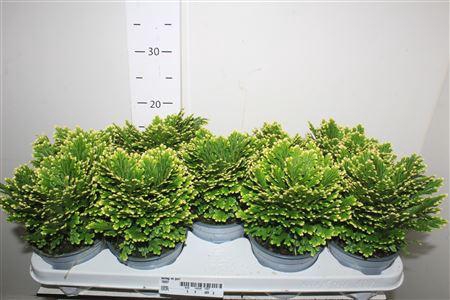 <h4>Selag M Jori</h4>