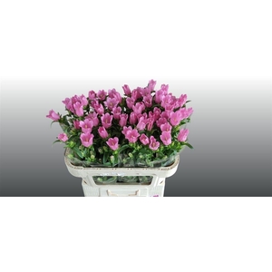 Camp M Champion Dark Rose
