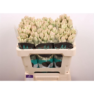 Polianthes Elvy Ivor