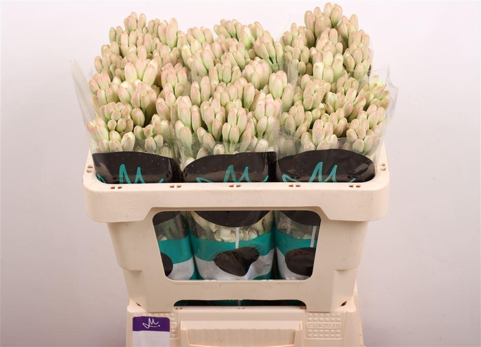 <h4>Polianthes Elvy Ivor</h4>