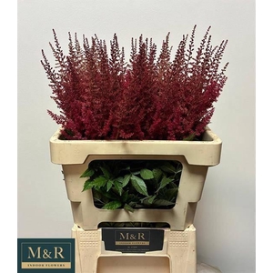 ASTIL AR PAUL GAARDE