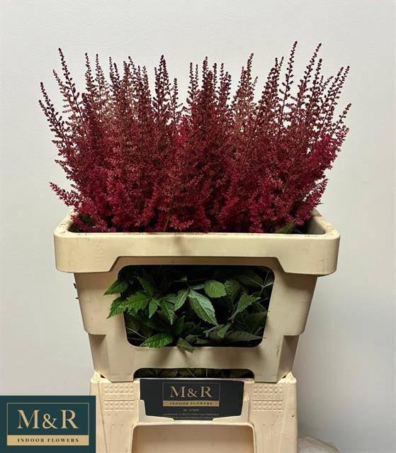 <h4>ASTIL AR PAUL GAARDE</h4>