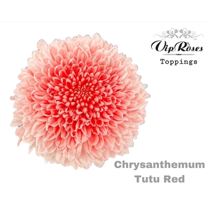 Chr G Tutu Red