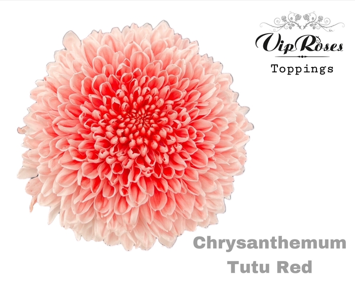 CHR G TUTU RED