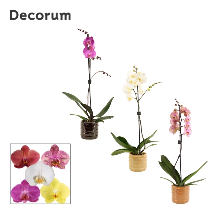 <h4>Phalaenopsis 1 tak 9+ mix in Lois (Deco-collection)</h4>