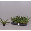 Sansevieria cylindrica Skyline 7Ø 15cm