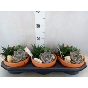 Arr.  Succulents L%